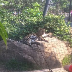 7/5/2013 - Amur Leopard