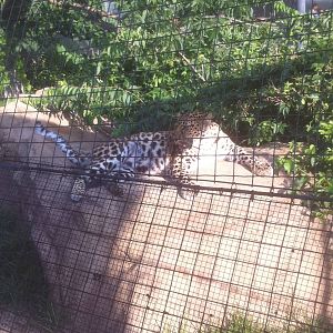 7/5/2013 - Amur Leopard