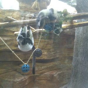 7/5/2013 - Black and White Ruffed Lemurs