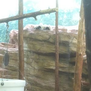 7/5/2013 - Couquerel's Sifakas