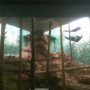 7/5/2013 - Couquerel's Sifaka Exhibit