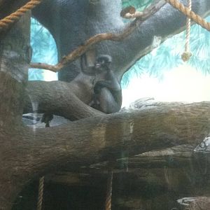 7/5/2013 - Spectacled Langur