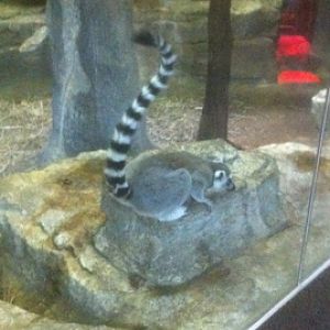 7/5/2013 - Ring-tailed Lemur