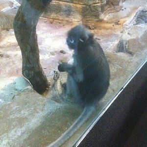 7/5/2013 - Spectacled Langur