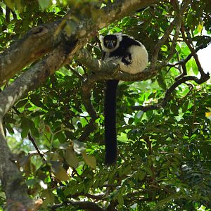 Ruffed Lemur (Varecia variegata)
