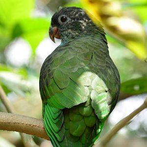 Red billed parrot (Pionus sordidus)
