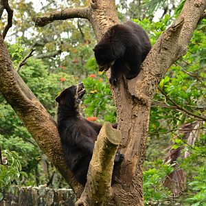 Spectacled bear (Tremarctos ornatus)
