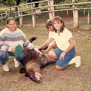 Mountain tapir 1988 sent to San Diego