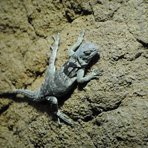 Merrem's Madagascar Swift