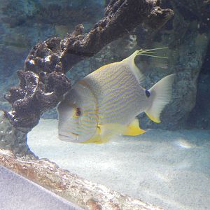 Newport Aquarium - Parrotfish?