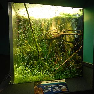 Jan. 2014 - World Rivers - Rio Negro Exhibit