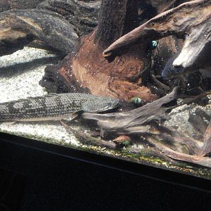 Jan. 2014 - World Rivers - Barred Bichir