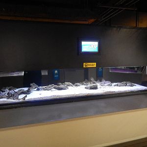 Jan. 2014 - Shore Gallery - Port Jackson Shark Exhibit