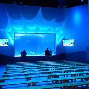 Jan. 2014 - Shark Ray Bay Theater