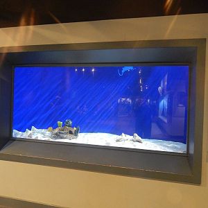 Jan. 2014 - Shore Gallery - Wobbegong Shark Exhibit