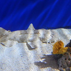 Jan. 2014 - Shore Gallery - Wobbegong Shark
