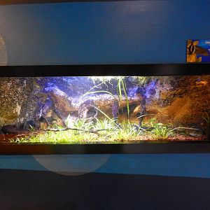 Jan. 2014 - Bizarre and Beautiful - Elephantnose Fish Exhibit