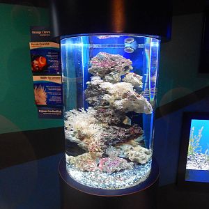 Jan. 2014 - Bizarre and Beautiful Exhibit (4 Species)