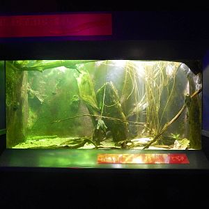 Jan. 2014 - Dangerous and Deadly - Electric Eel + River Ray Exhibit