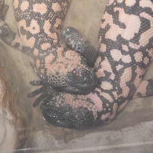 Jan. 2014 - Dangerous and Deadly - Gila Monsters