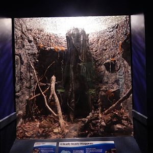 Jan. 2014 - Dangerous and Deadly - Gaboon Viper Exhibit