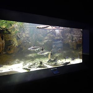 Jan. 2014 - Dangerous and Deadly - Chao Phraya Giant Catfish + White-blotch