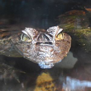 Jan. 2014 - Gator Alley - Spectacled Caiman