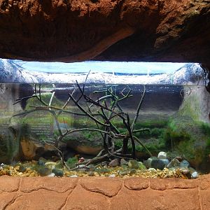 Jan. 2014 - Gator Alley - Tentacled Snake Exhibit