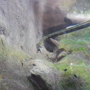 Jan. 2014 - Gator Alley - Tentacled Snake