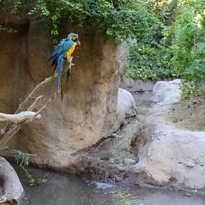 macaw island
