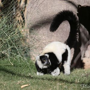 bw ruffed lemur