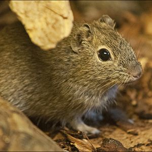 Muenster yellow-toothed cavy at Zoo in der Wingst