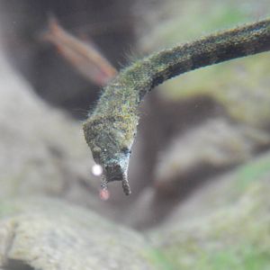 Jan. 2014 - Gator Alley - Tentacled Snake