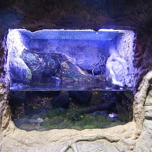 Jan. 2014 - Gator Alley - Mudpuppy Exhibit