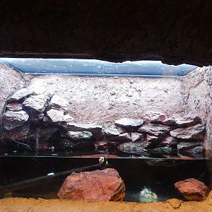 Jan. 2014 - Gator Alley - Stinkpot Turtle Exhibit