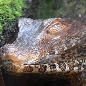 Jan. 2014 - Gator Alley - Cuvier's Dwarf Caiman