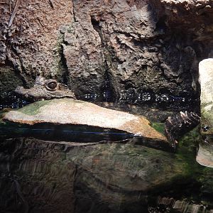 Jan. 2014 - Gator Alley - West African Dwarf Crocodile