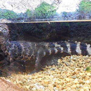 Jan. 2014 - Gator Alley - Cuvier's Dwarf Caiman