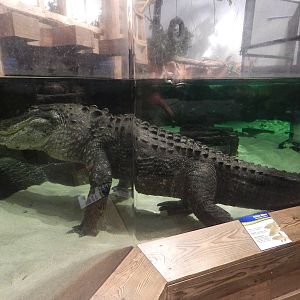 Jan. 2014 - Gator Alley - Mighty Mike