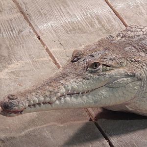 Jan. 2014 - Gator Alley - Orinoco Crocodile