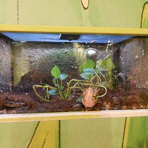 Jan. 2014 - Frog Bog - Bornean Eared Frog Exhibit