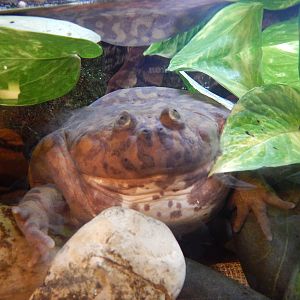 Jan. 2014 - Frog Bog - Budgett's Frog