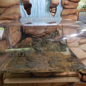 Jan. 2014 - Frog Bog - Smokey Jungle Frog Exhibit