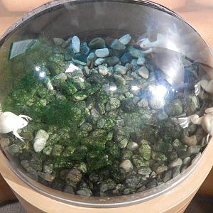 Jan. 2014 - Frog Bog - African-clawed Frog Exhibit