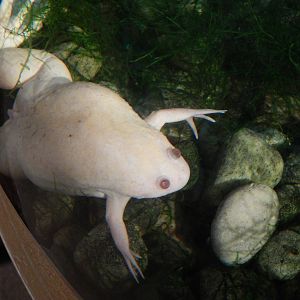 Jan. 2014 - Frog Bog - African-clawed Frog