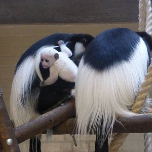 New Christmas  week arrival