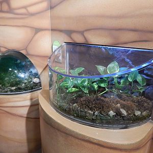 Jan. 2014 - Frog Bog - African-clawed Frog + Mantella Frog Exhibits