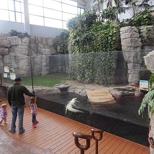 Jan. 2014 - Rainforest - White Alligator Exhibit - Home to Snowflake