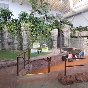 Jan. 2014 - Rainforest - White Alligator Exhibit - Home to Snowflake