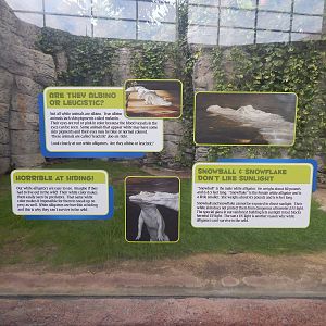 Jan. 2014 - Rainforest - Info on the White Alligator